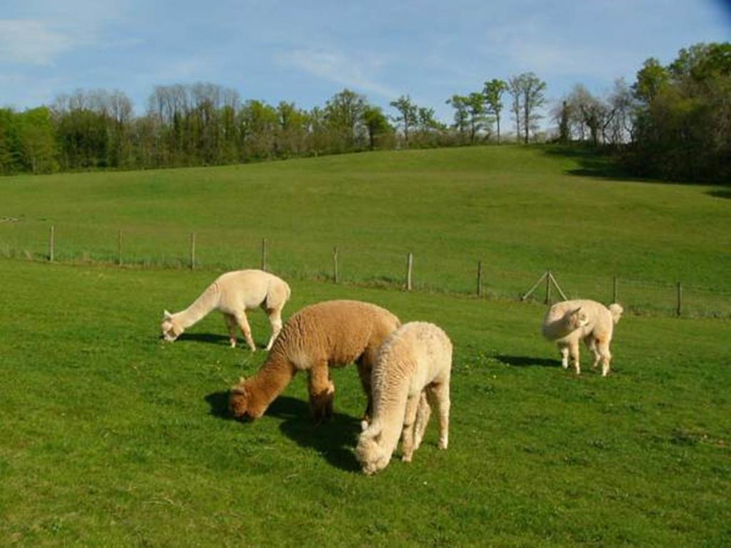 Farmstay Alpagaterie Juillac  Exterior foto