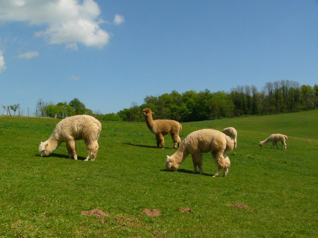 Farmstay Alpagaterie Juillac  Exterior foto